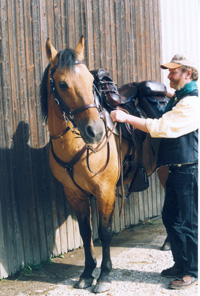 Maßanferti-gung für ein American Quarter Horse, das ein Meisterstück von Christoph Rieser trägt.